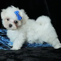 Benny, a male Maltese for sale in Rock Valley, IA – 2 of 8