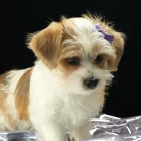 Bailey, a female Morkie for sale in Rock Valley, IA – 4 of 6