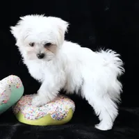 Miley, a female Maltese for sale in Rock Valley, IA – 5 of 6