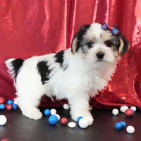 Oakley, a male Morkie for sale in Rock Valley, IA – 5 of 8