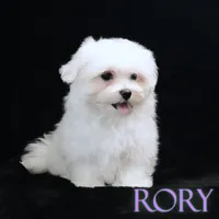 Rory, a male Maltese for sale in Rock Valley, IA – 3 of 5