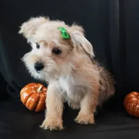 Sully, a male Morkie for sale in Rock Valley, IA – 6 of 8