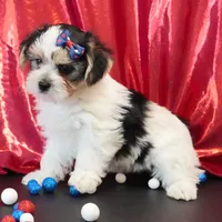 Oakley, a male Morkie for sale in Rock Valley, IA – 8 of 8