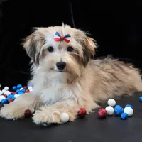 Theo, a male Morkie for sale in Rock Valley, IA – 6 of 7