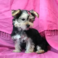 Penny, a female Morkie for sale in Rock Valley, IA – 3 of 5