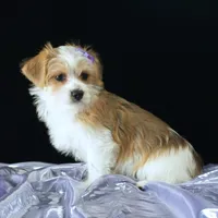 Bailey, a female Morkie for sale in Rock Valley, IA – 6 of 6