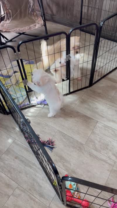 Miley, a female Maltese for sale in Rock Valley, IA – 6 of 6