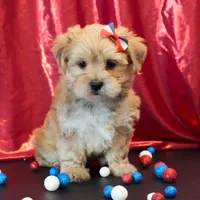 Sully, a male Morkie for sale in Rock Valley, IA – 2 of 5