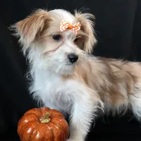 Bailey, a female Morkie for sale in Rock Valley, IA – 5 of 9
