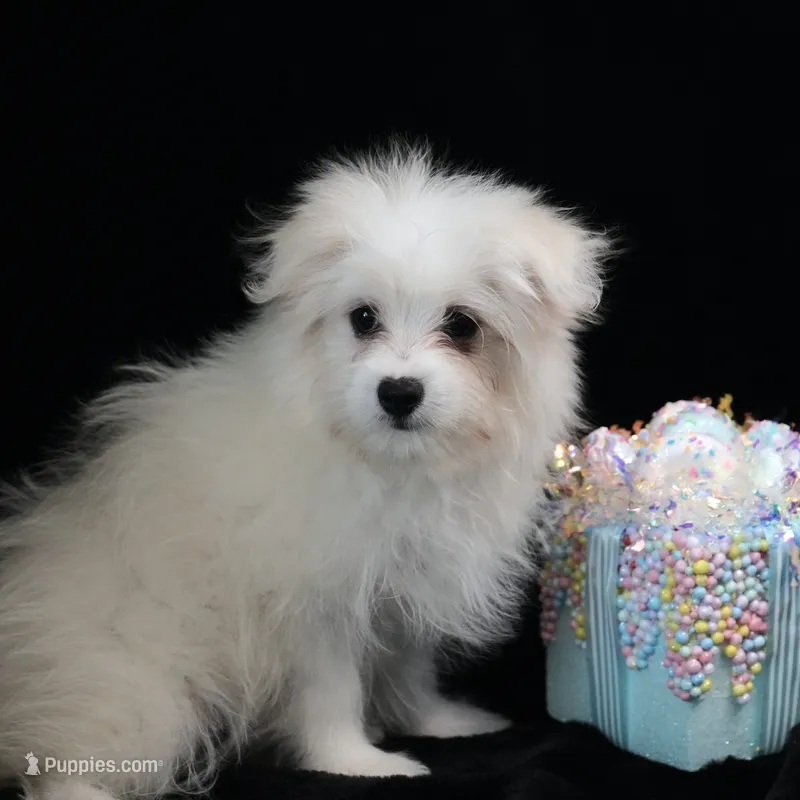 Willow – Maltipom puppy for sale in Rock Valley, IA