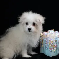 Willow, a female Maltipom for sale in Rock Valley, IA – 1 of 7
