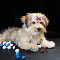 Theo, a male Morkie for sale in Rock Valley, IA – 4 of 7