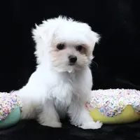 Miley, a female Maltese for sale in Rock Valley, IA – 4 of 6