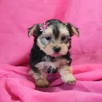 Penny, a female Morkie for sale in Rock Valley, IA – 2 of 6