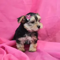 Penny, a female Morkie for sale in Rock Valley, IA – 6 of 6