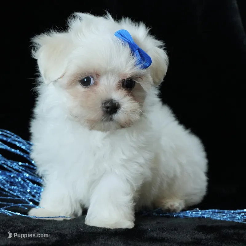 Benny – Maltese puppy for sale in Rock Valley, IA