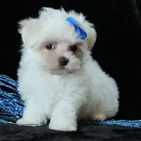 Benny, a male Maltese for sale in Rock Valley, IA – 1 of 8