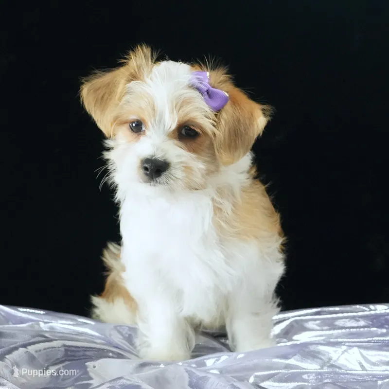 Bailey – Morkie puppy for sale in Rock Valley, IA