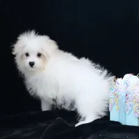 Willow, a female Maltipom for sale in Rock Valley, IA – 3 of 7
