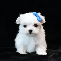 Benny, a male Maltese for sale in Rock Valley, IA – 8 of 8