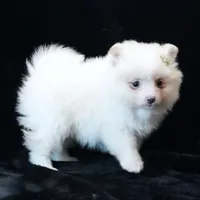 Mila, a female Pomeranian for sale in Rock Valley, IA – 2 of 2