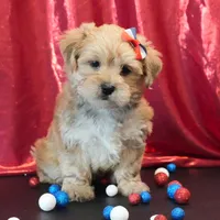 Sully, a male Morkie for sale in Rock Valley, IA – 1 of 5