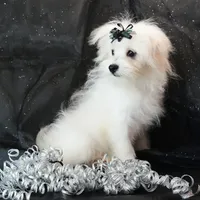 Willow, a female Maltipom for sale in Rock Valley, IA – 4 of 8