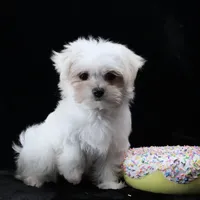 Miley, a female Maltese for sale in Rock Valley, IA – 3 of 6