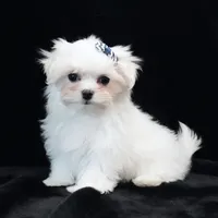 Oliver, a male Maltese for sale in Rock Valley, IA – 4 of 9