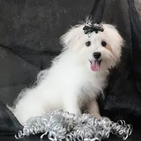 Willow, a female Maltipom for sale in Rock Valley, IA – 2 of 8