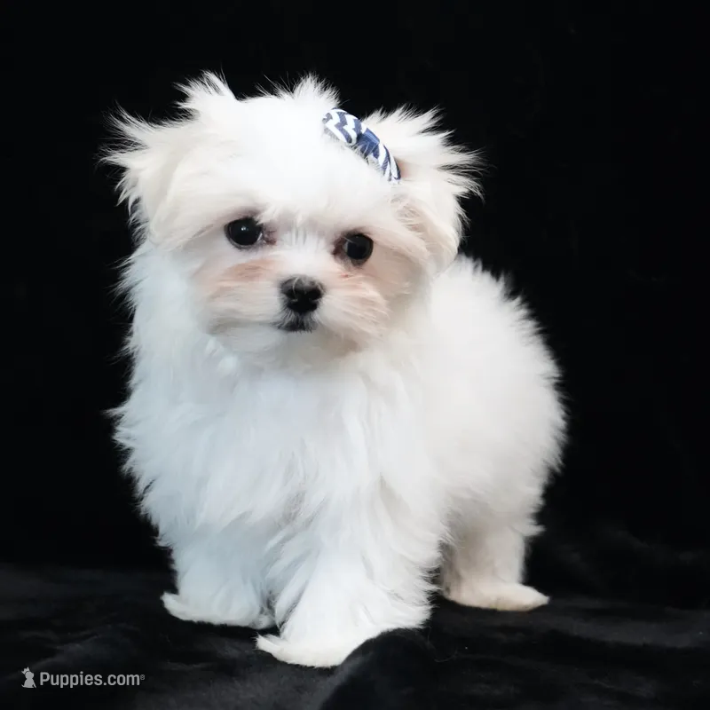 Oliver – Maltese puppy for sale in Rock Valley, IA