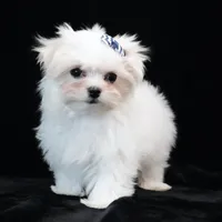 Oliver, a male Maltese for sale in Rock Valley, IA – 1 of 9