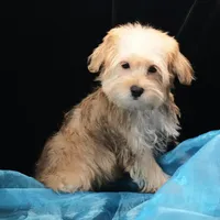 Sully, a male Morkie for sale in Rock Valley, IA – 4 of 6