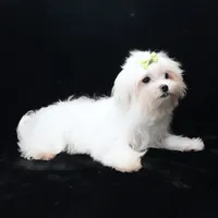 Jimmy, a male Maltese for sale in Rock Valley, IA – 2 of 8