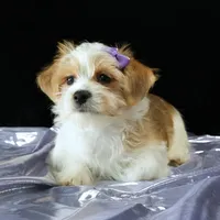 Bailey, a female Morkie for sale in Rock Valley, IA – 2 of 6