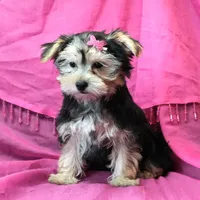 Penny, a female Morkie for sale in Rock Valley, IA – 4 of 5