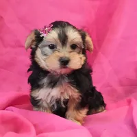 Penny, a female Morkie for sale in Rock Valley, IA – 4 of 6