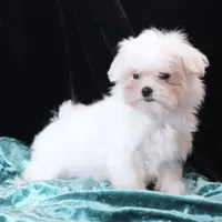 Jimmy, a male Maltese for sale in Rock Valley, IA – 4 of 4