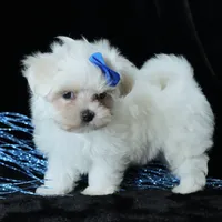 Benny, a male Maltese for sale in Rock Valley, IA – 4 of 8
