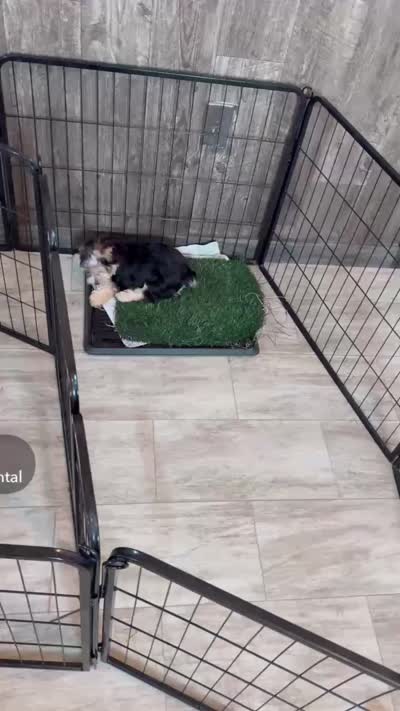 Penny, a female Morkie for sale in Rock Valley, IA – 5 of 5