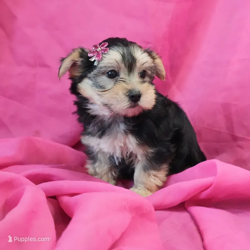 Penny – Morkie puppy for sale in Rock Valley, IA