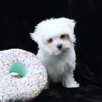 Miley, a female Maltese for sale in Rock Valley, IA – 2 of 6