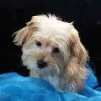 Sully, a male Morkie for sale in Rock Valley, IA – 2 of 6