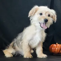 Sully, a male Morkie for sale in Rock Valley, IA – 4 of 8