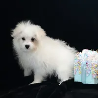 Willow, a female Maltipom for sale in Rock Valley, IA – 2 of 7
