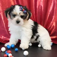 Oakley, a male Morkie for sale in Rock Valley, IA – 2 of 8