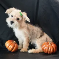 Sully, a male Morkie for sale in Rock Valley, IA – 2 of 8