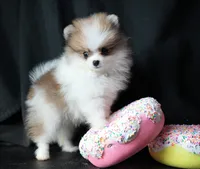 Josie, a female Pomeranian for sale in Rock Valley, IA – Photo 2 of 9