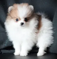 Josie, a female Pomeranian for sale in Rock Valley, IA – Photo 6 of 9