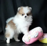 Josie, a female Pomeranian for sale in Rock Valley, IA – Photo 5 of 9